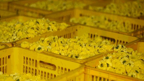 菊花什么人不建议吃呢,菊花可以吃下去吗