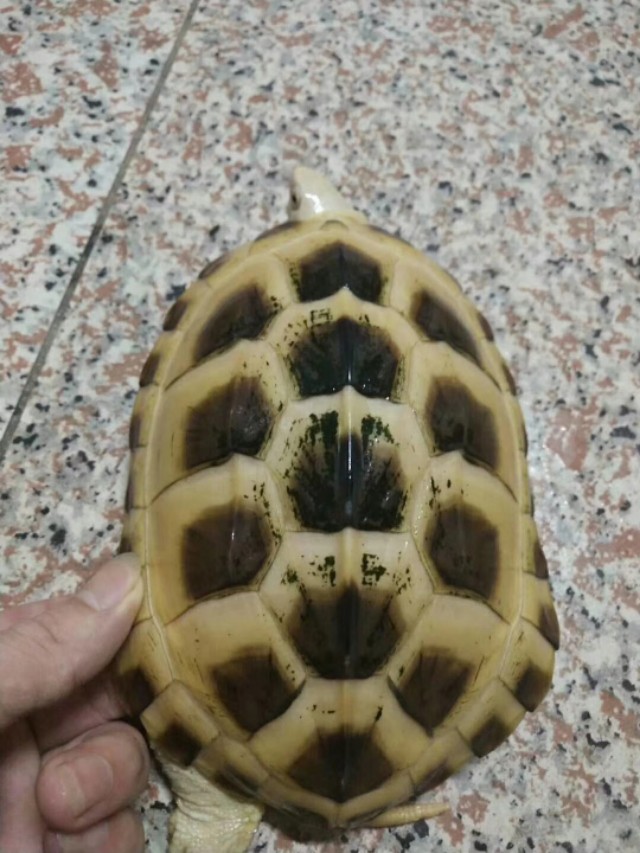 龟冬眠的最好方法,龟冬眠正确方法