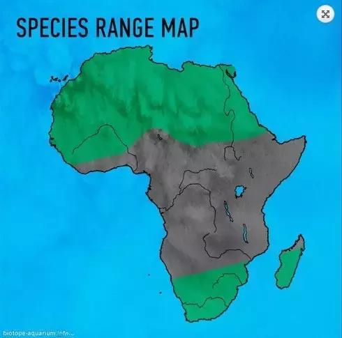 什么是原生态鱼,河北水族箱原生态