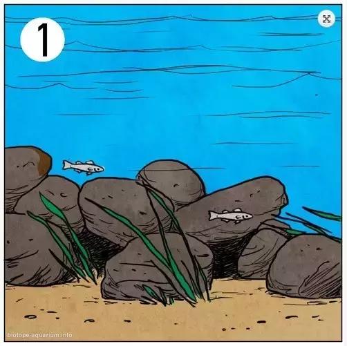 什么是原生态鱼,河北水族箱原生态