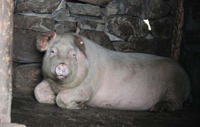 腹泻猪如何护理,猪腹泻打什么针