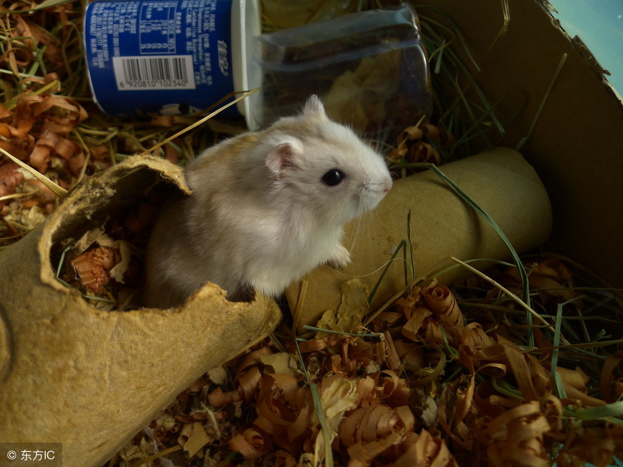 养仓鼠需要什么仓鼠用品,养仓鼠前要准备什么养仓鼠的东西