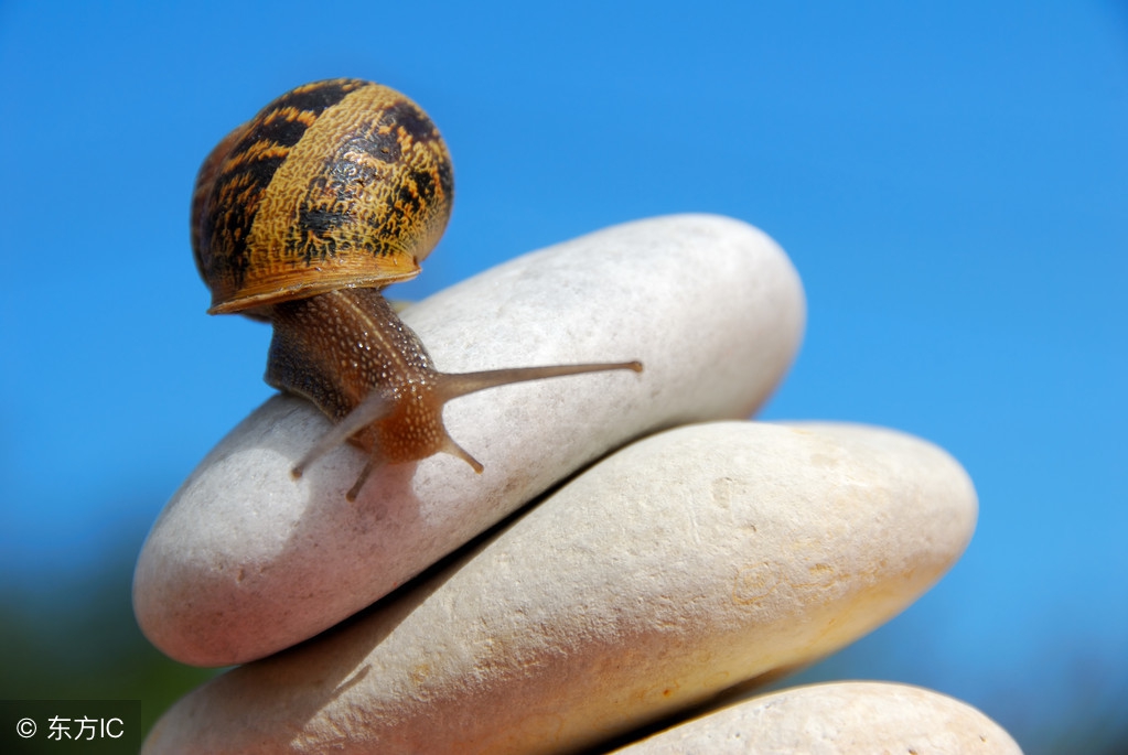 鲶鱼效应启示,鲶鱼效应给人的启发想法