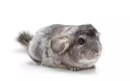 准备养龙猫需要准备什么,龙猫真的是你想养就能养的吗