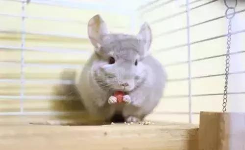 准备养龙猫需要准备什么,龙猫真的是你想养就能养的吗