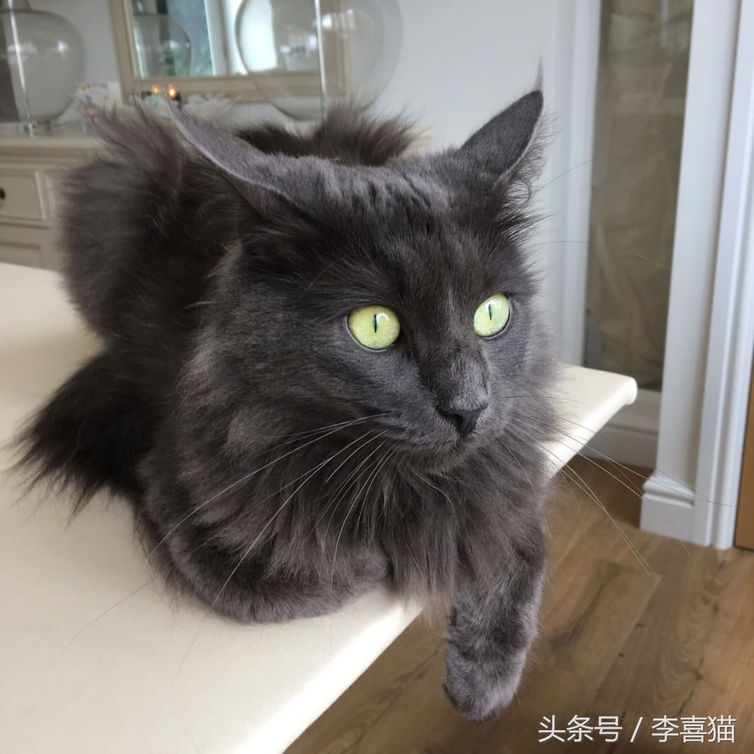 猫咪为什么看到黄瓜会吓到飞起来,猫咪被黄瓜吓是什么原因