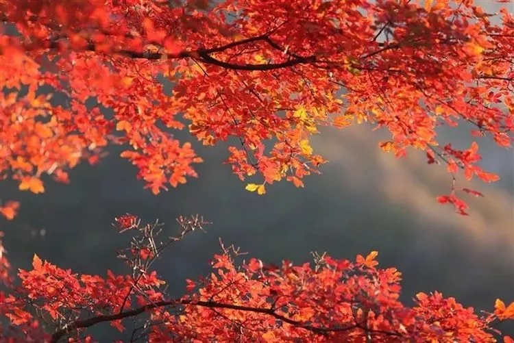 河南秋天最美红叶景区,河南最美红叶路线