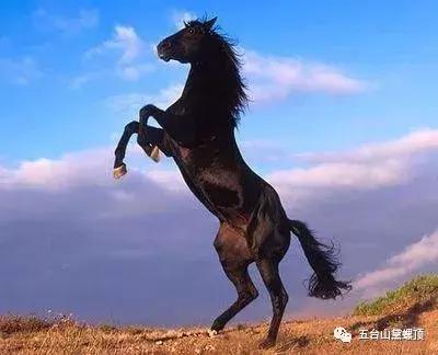 四种马四种人寓意,佛陀说四种良马