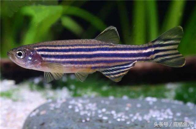 好养又皮实的小型鱼,比较抗活的小型鱼