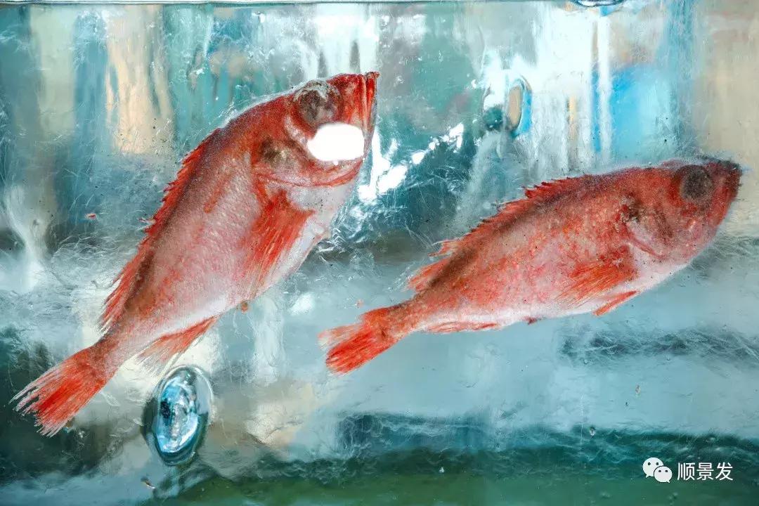 乘共赢巨轮驶向机遇之海，顺景发总裁翁绳生出席中挪商务峰会讲话