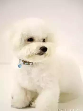 比熊犬的饲养方法和技巧,饲养比熊犬的4大正确方法