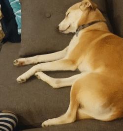 狗狗做梦很厉害,狗狗睡觉时怎样看出它在做梦