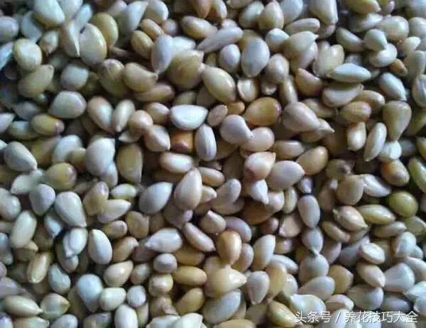 吃完柚子别扔籽,柚子的种子怎么种成盆栽