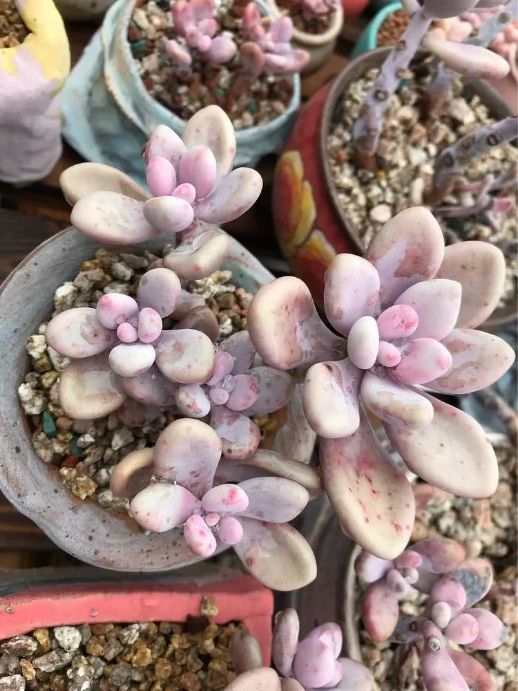 大家平时养多肉比较喜欢哪个系列,四年的养殖生涯