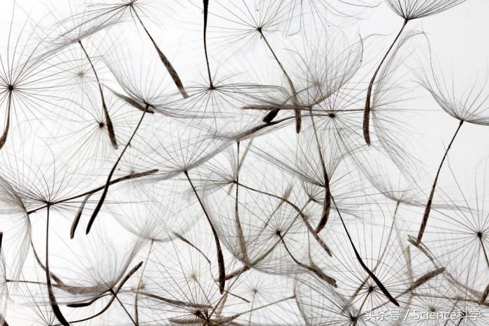 蒲公英种子会飞的过程,蒲公英种子可以飞多少公里