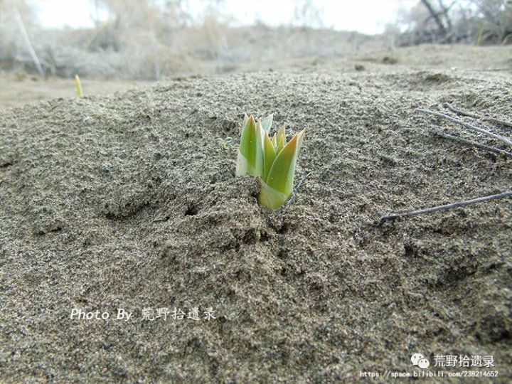 荒野拾遗录,荒野拾遗录完整