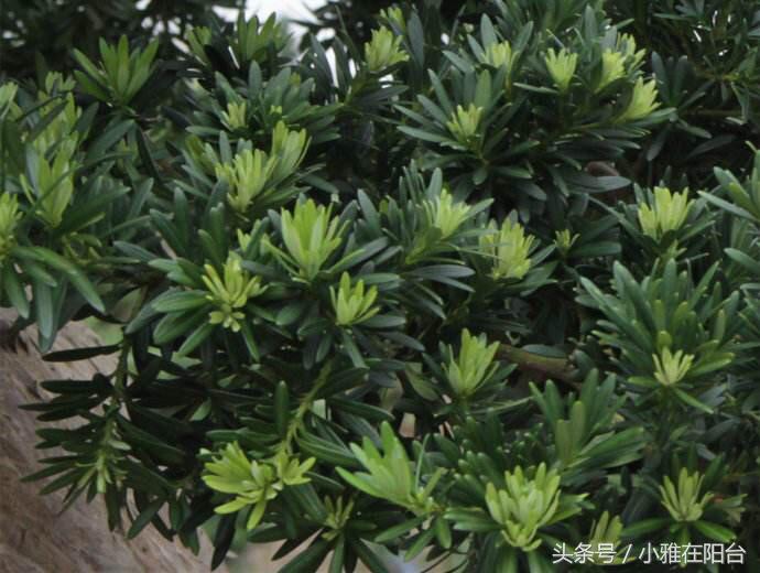 罗汉松叶子枯萎怎么治疗,罗汉松叶子枯萎后怎么补救