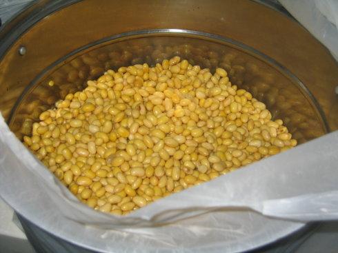 绿萝最喜欢的几种水,绿萝浇什么水养的活