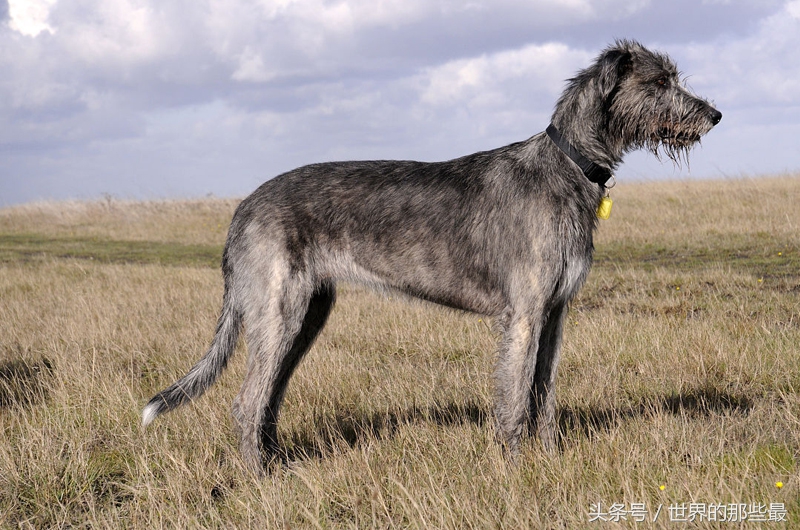 大型猛犬体型和体重排名,猛犬界5种单挑实力最强的狗