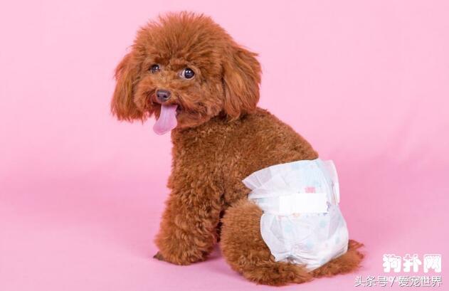 宠物狗来大姨妈要注意什么呢,宠物狗来大姨妈如何护理