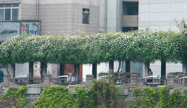 木香花又叫什么花,木香花的生长条件