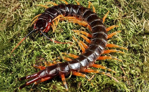 世界上十种最毒的蜈蚣,世界上最毒的10种蜈蚣