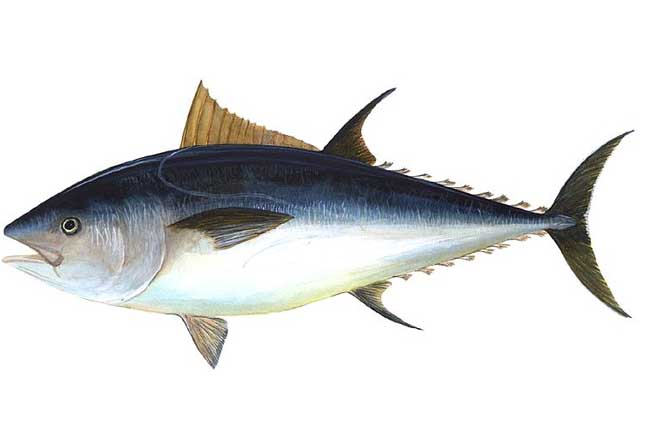 金枪鱼所有品种解说,金枪鱼低温保存小知识