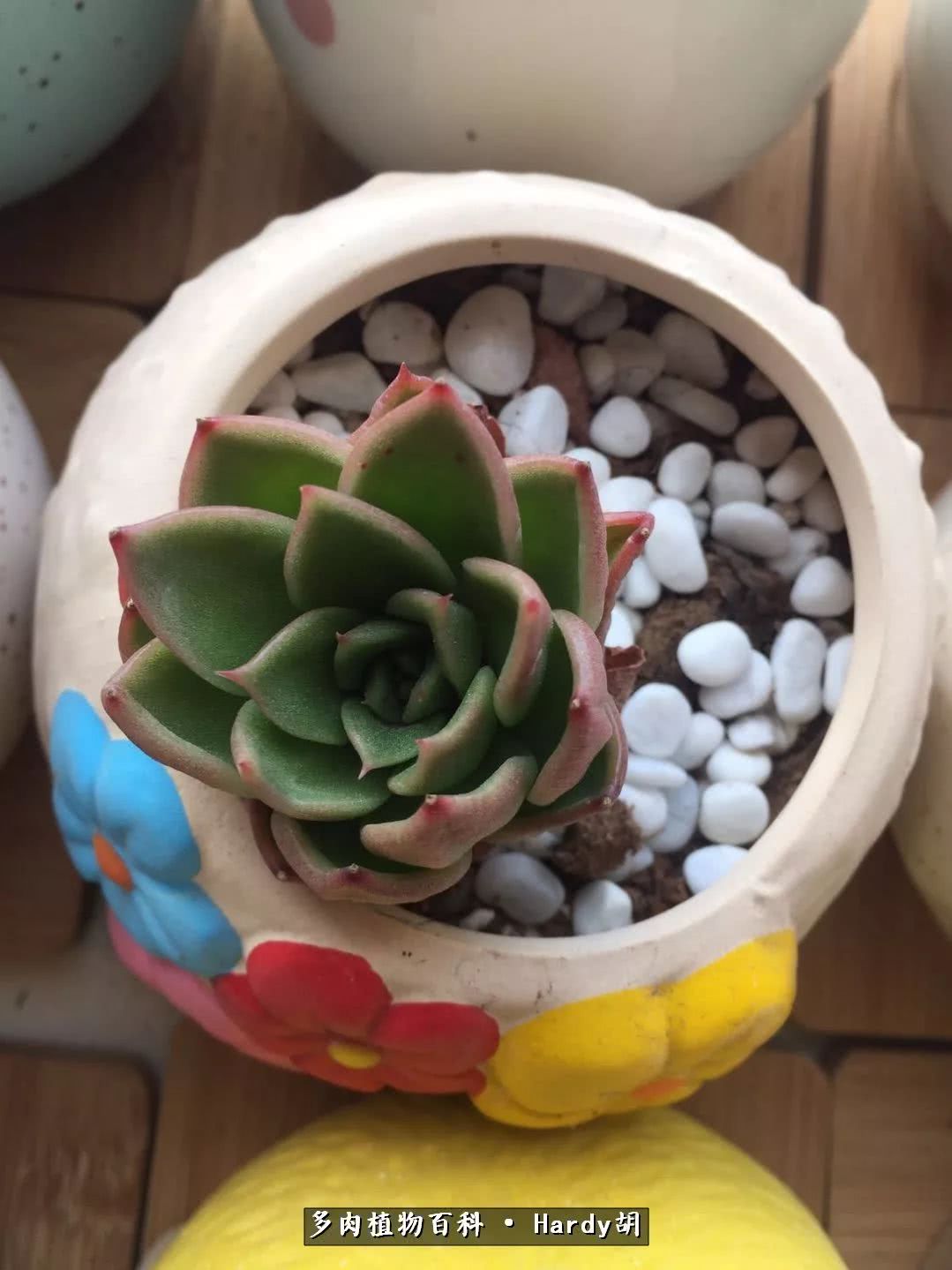 别人家的奶爸,别人家的多肉!一枚窗台*党**的多肉进阶之路!