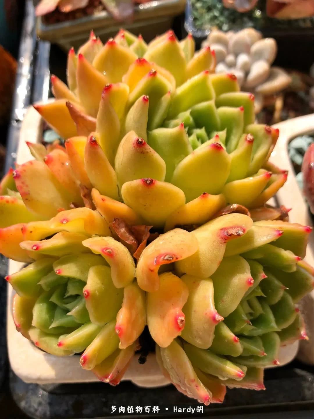 别人家的奶爸,别人家的多肉!一枚窗台*党**的多肉进阶之路!