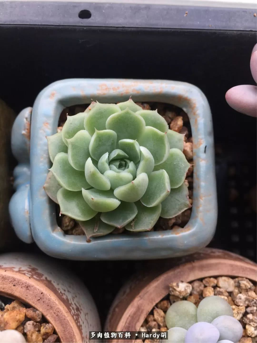 别人家的奶爸,别人家的多肉!一枚窗台*党**的多肉进阶之路!