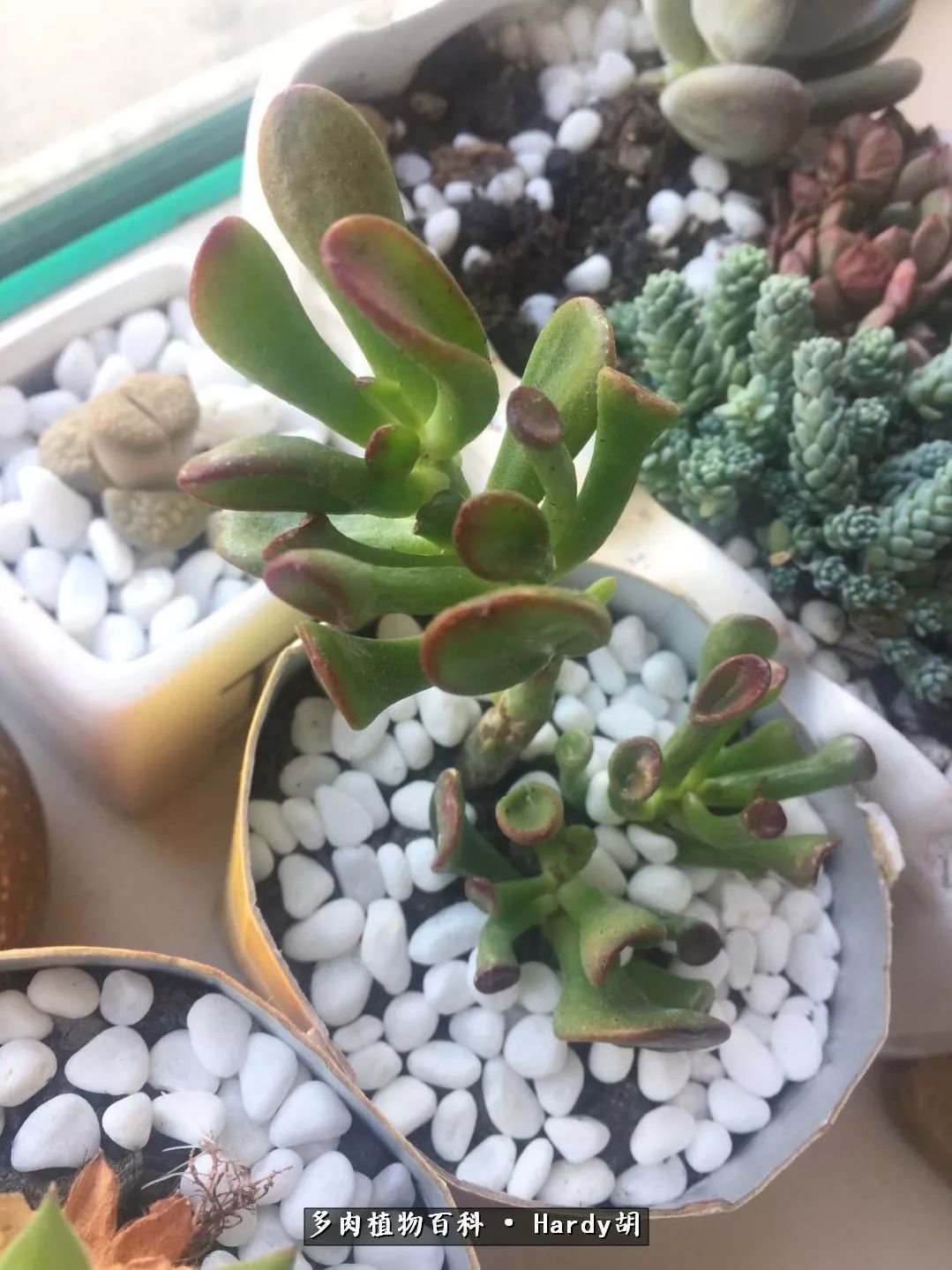 别人家的奶爸,别人家的多肉!一枚窗台*党**的多肉进阶之路!
