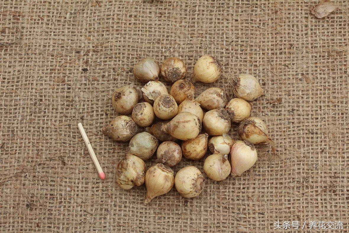 零下40度的西伯利亚有多冷,西班牙蓝铃花耐寒吗