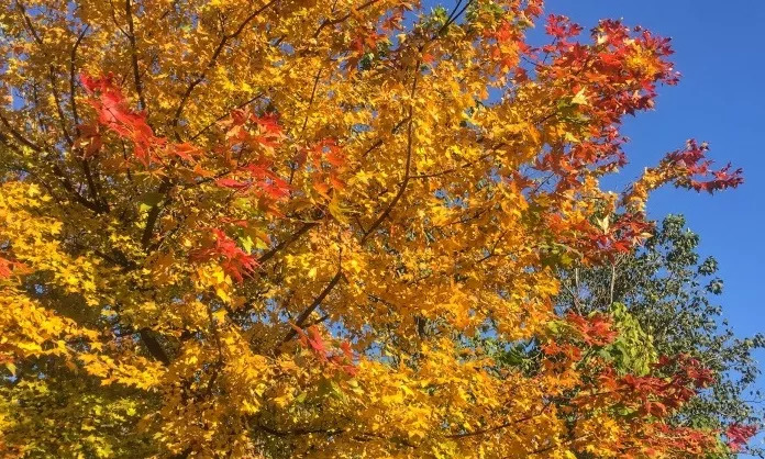 去一些风景美的地方,又到了欣赏银杏的季节治愈系风景
