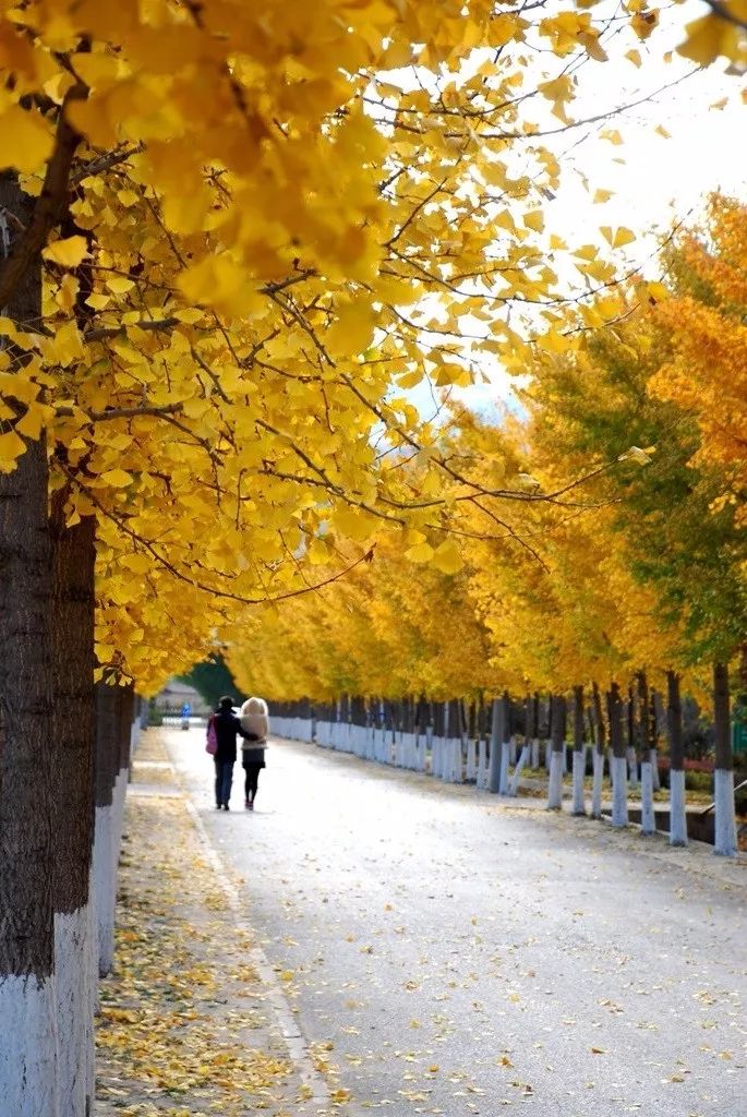 去一些风景美的地方,又到了欣赏银杏的季节治愈系风景