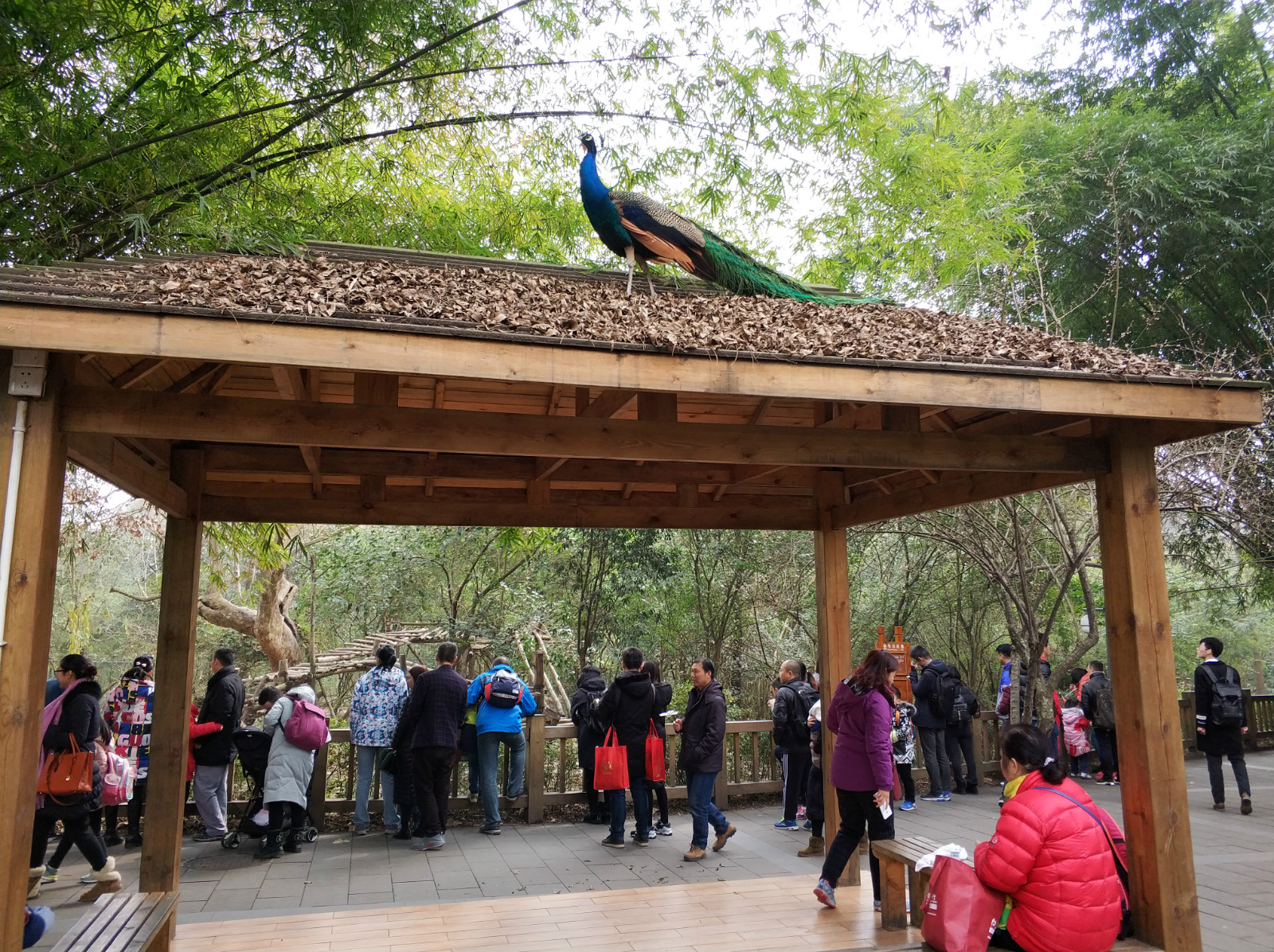 到广州长隆野生动物园看熊猫,看熊猫是去广州长隆还是四川成都