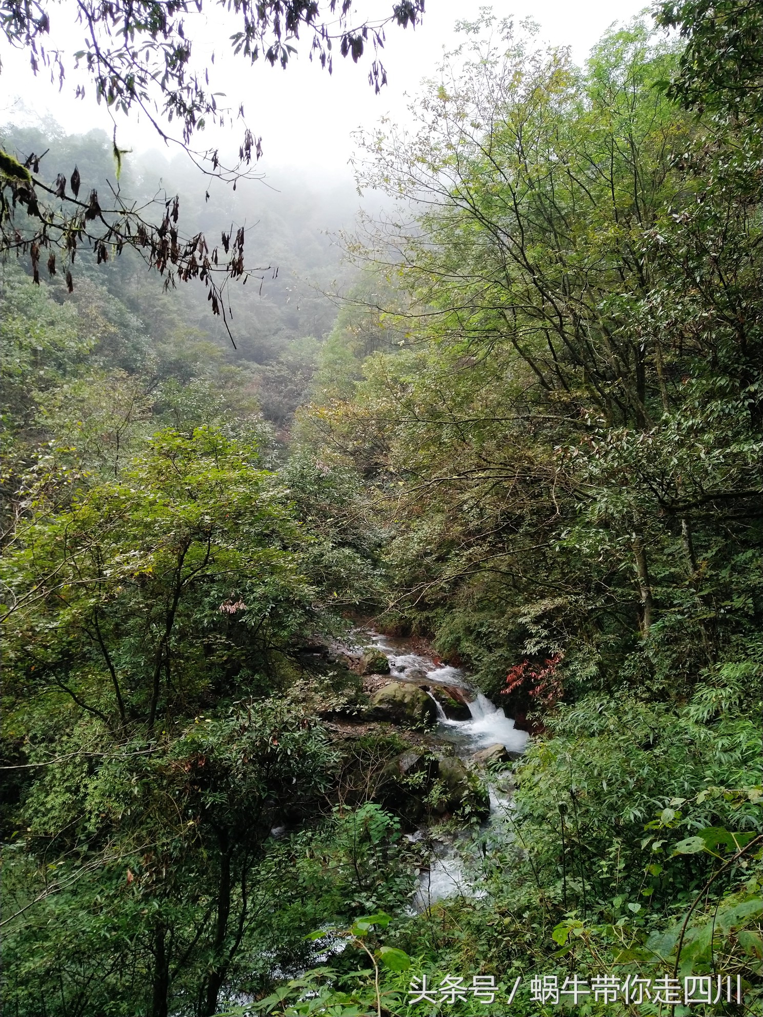 成都西岭雪山玩一天大概多少钱,成都西岭雪山旅游一日游报团