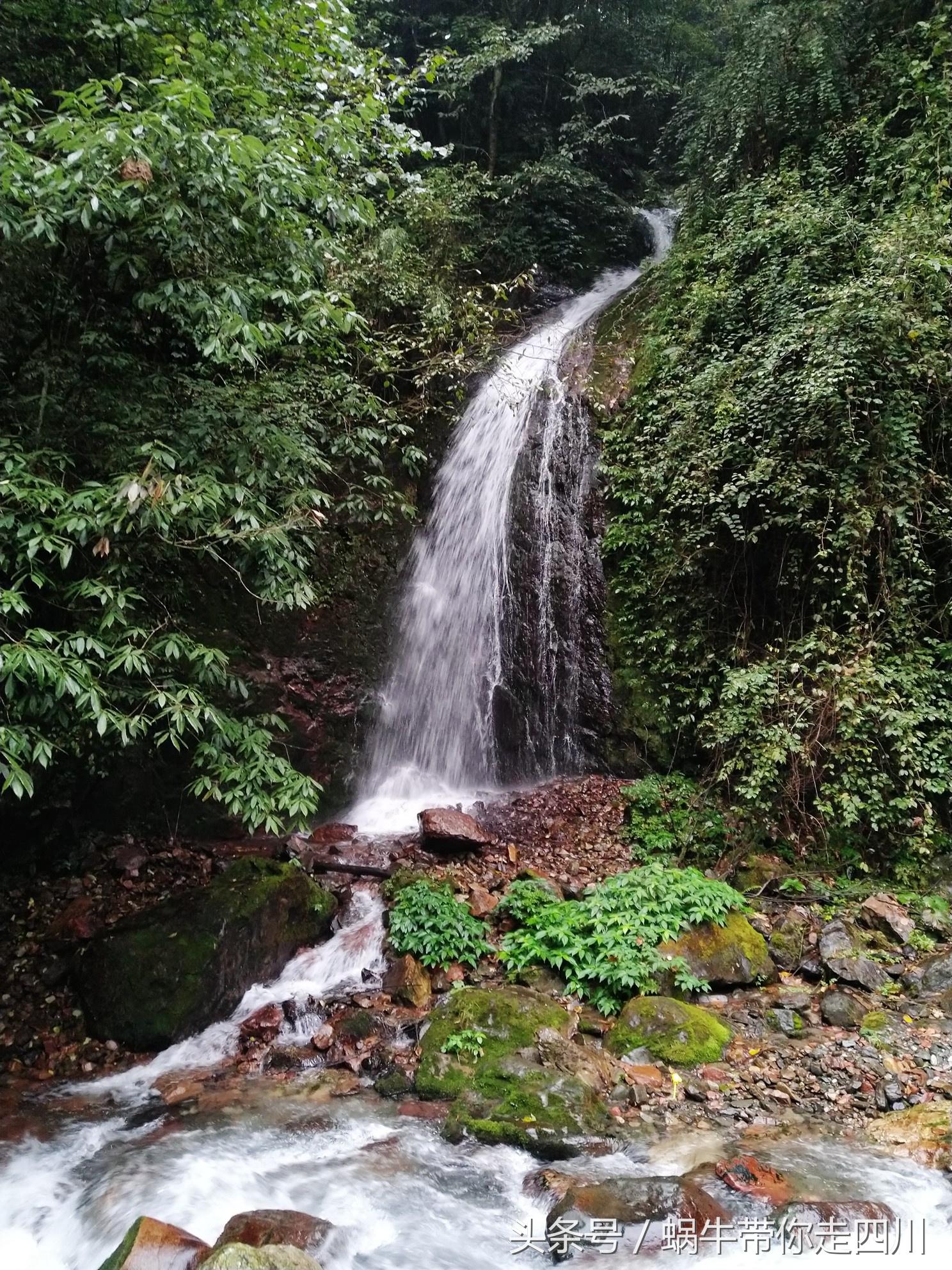 成都西岭雪山玩一天大概多少钱,成都西岭雪山旅游一日游报团
