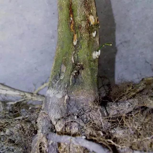 柑橘的病害图片大全及防治,柑橘的病害图谱及防治措施