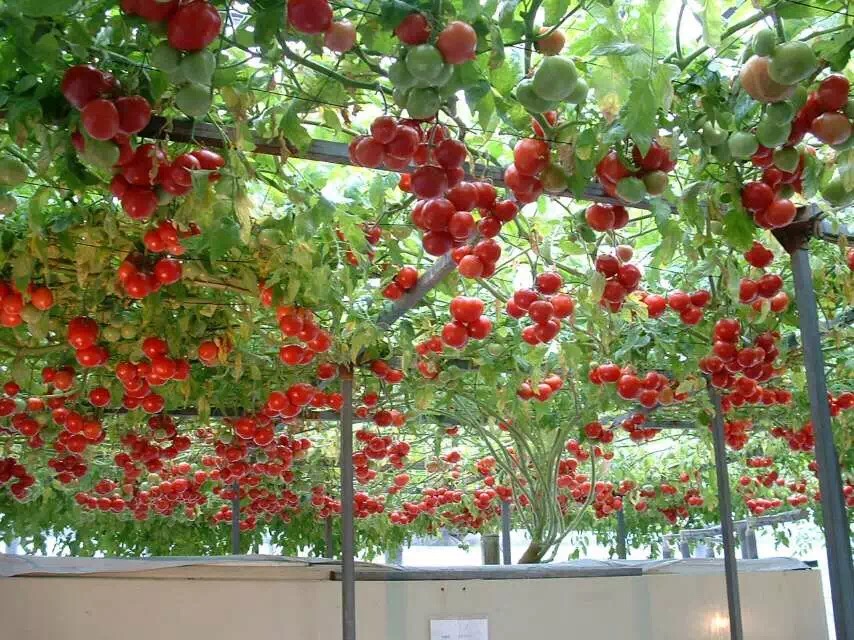 西红柿无土栽培的水肥浓度是多少,种植西红柿营养土怎么调配