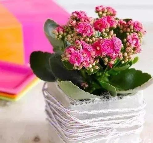 花卉冬天给根部保暖能安全越冬吗,冬天花卉塑料袋保暖方法