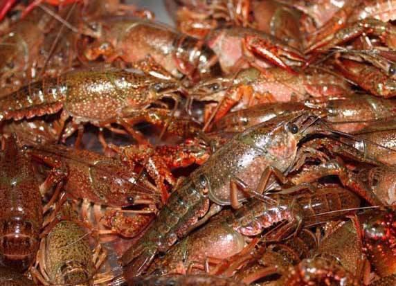 小龙虾病害大全,澳洲淡水小龙虾病害图