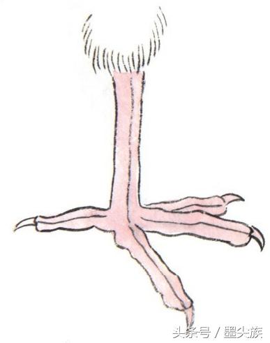 禽鸟脚爪结构图大全,鸟爪子的画法和技巧