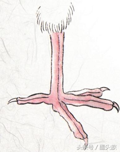 禽鸟脚爪结构图大全,鸟爪子的画法和技巧
