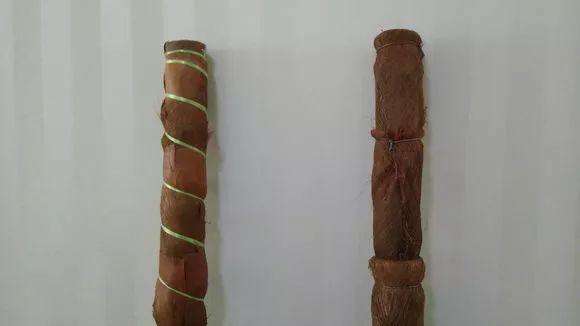 绿萝叶子如何变大,小绿萝养成大绿萝效果