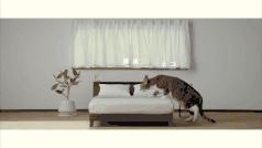 再铁的肺也经不起甲醛的折腾｜BadAirSponge净化剂真假鉴别