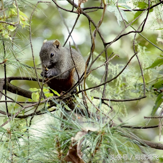 天南地北看松鼠还是太白松鼠美