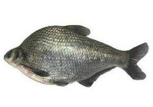 来来来钓友们快看看，文中的淡水鱼被你们钓出了几种？