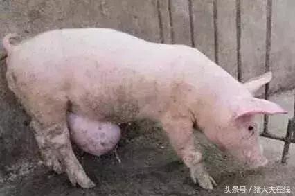 猪脐疝防治方法,猪腹壁疝治疗方法