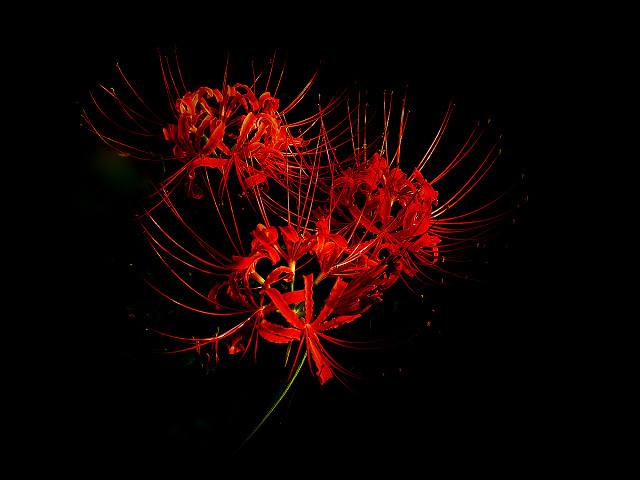 关于彼岸花曼珠沙华的传说 (曼珠沙华彼岸花歌曲名)