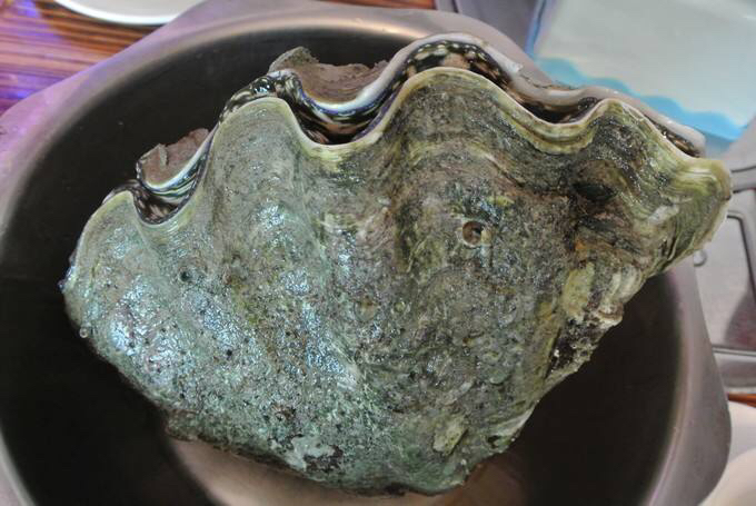 砗磲怎么入药,砗磲有肉吗